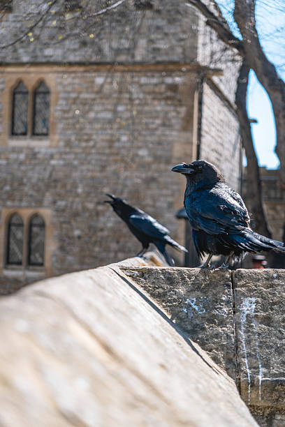 istock Ravens at Historic Tower of London 2212078471