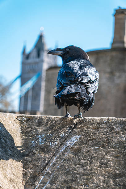 istock Ravens at Historic Tower of London 2212078474