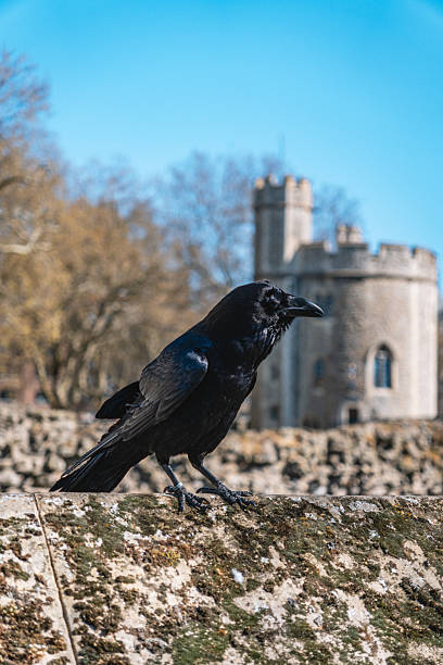 Ravens at Historic Tower of London