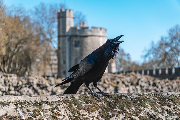 istock Ravens at Historic Tower of London 2212078478