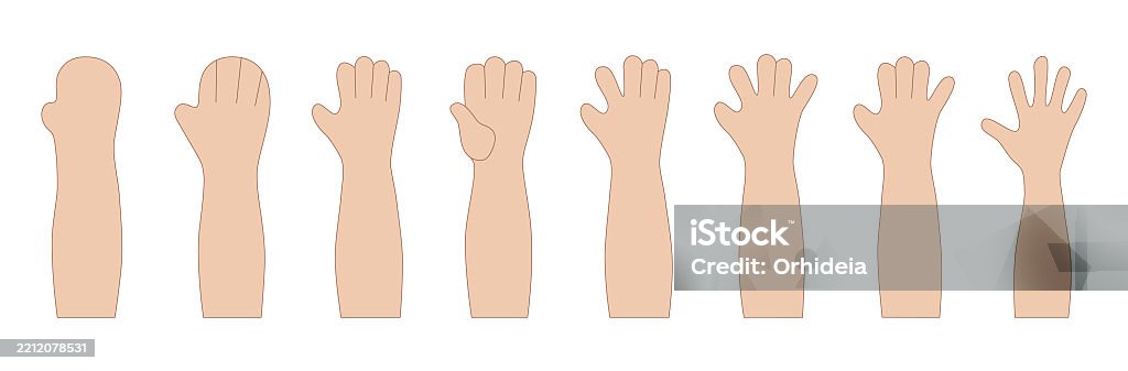 Evolution Hand Model Cartoon Hand Evolution Transformation Stages Set Stock Illustration ...