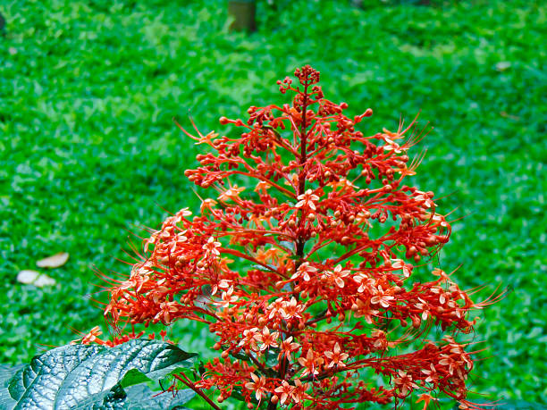 A closeup view of red pagoda flower (Clerodendrum paniculatum) in the park.