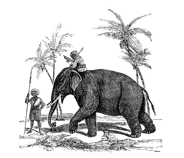 Elephant with rider and attendant in tropical scenery among palm trees, old vintage illustration, 1894