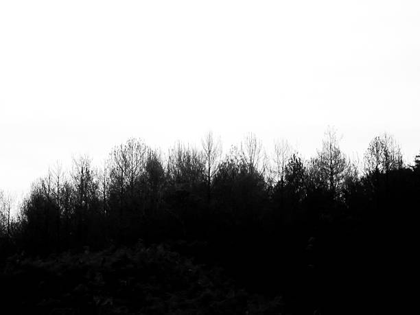 istock Coniferous Trees Silhouettes Black and White for Wallpaper 2212081472