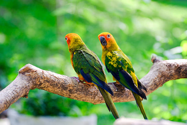 istock Two vibrant sun conure parrots perched on a tree branch in a lush green forest, showcasing their bright yellow, orange, and green feathers in natural sunlight. 2212082480