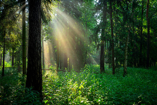 Sunny morning in the forest