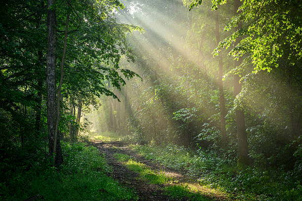 istock Sunny morning in the forest 2212083289