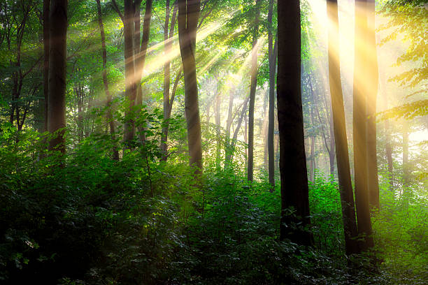 istock Sunny morning in the forest 2212083630