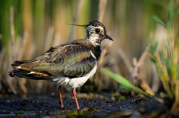 istock Northern lapwing bird close up ( Vanellus vanellus ) 2212083922