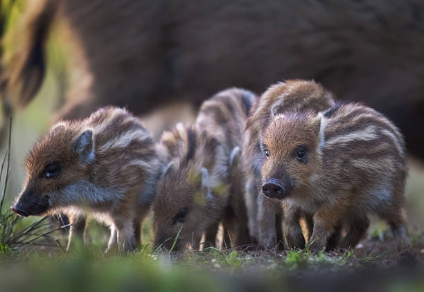 Wild boar mother with piglets, natural habitat, springtime.