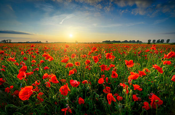 istock Beautiful summer sunset over poppy field 2212084601