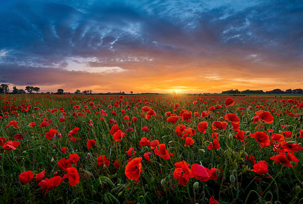 istock Beautiful summer sunset over poppy field 2212084727