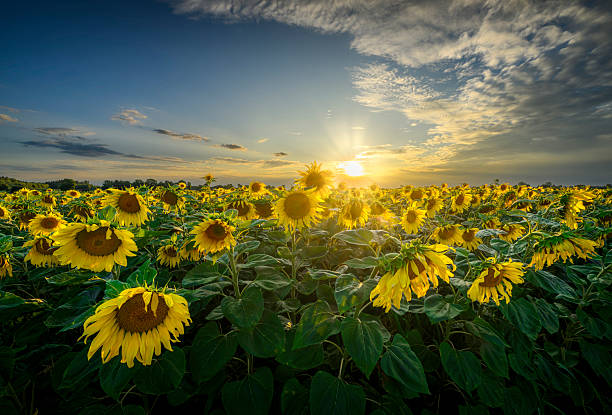 istock Beautiful sunset over sunflowers field 2212086348