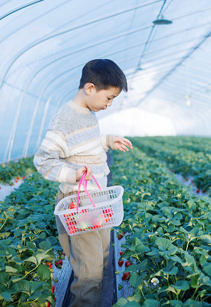 A little Asian boy is picking strawberries