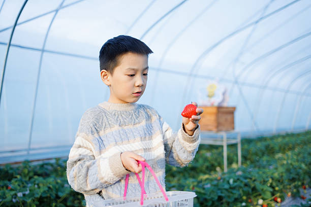 Child picking strawberries. Kids pick fresh fruit on organic strawberry farm. Children gardening and harvesting. Toddler kid eating ripe healthy berry. Outdoor family summer fun in the country.