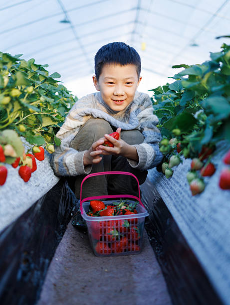 Chinese little boy is picking strawberries in a strawberry orchard