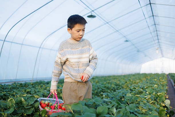 Chinese little boy is picking strawberries in a strawberry orchard