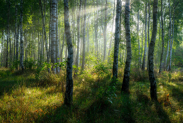 Golden sunlight filtering through tall birch trees in a forest with green grass covering the forest floor.