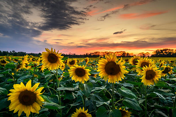 istock Beautiful sunset over sunflowers field 2212088746