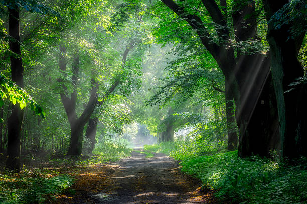 Beautiful sunny morning in green forest