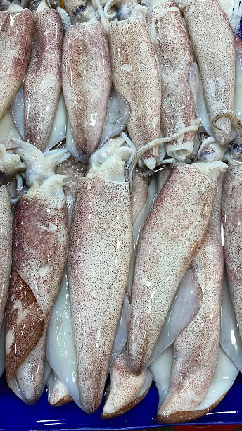 Fresh Raw Squid Displayed at Seafood Market Thailand