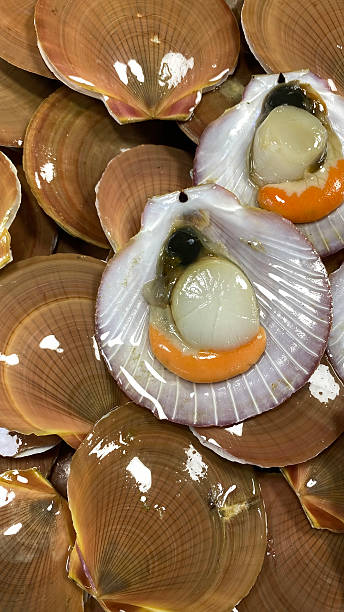 Fresh Scallops on Ice at Seafood Market in Thailand