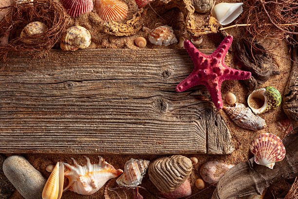 Beach themed background with driftwoods, shells, stones, and sand.