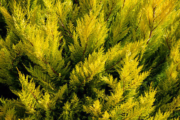 Closeup of Lemon cypress branch
