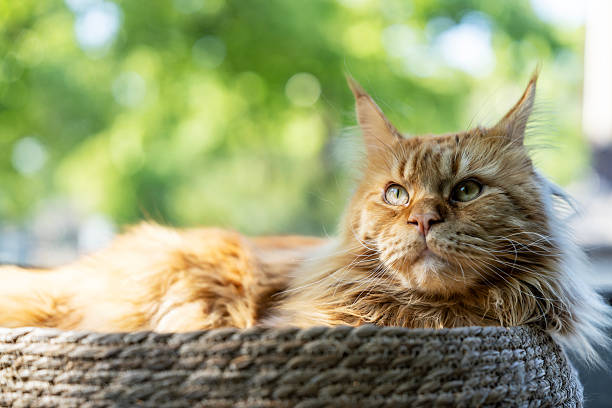 Classic red tabby maine coon cat.