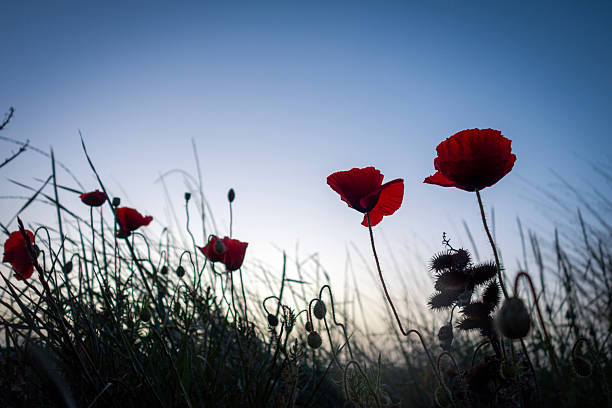 poppy  flower