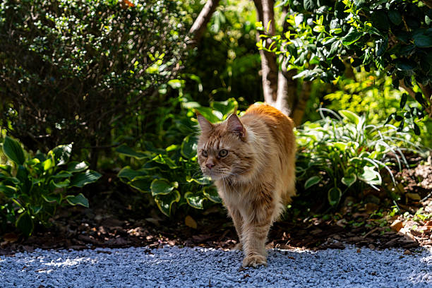 Gorgeous Maine Coon walking on stone footpath,mesmerizing sun that illuminating fur of pet.