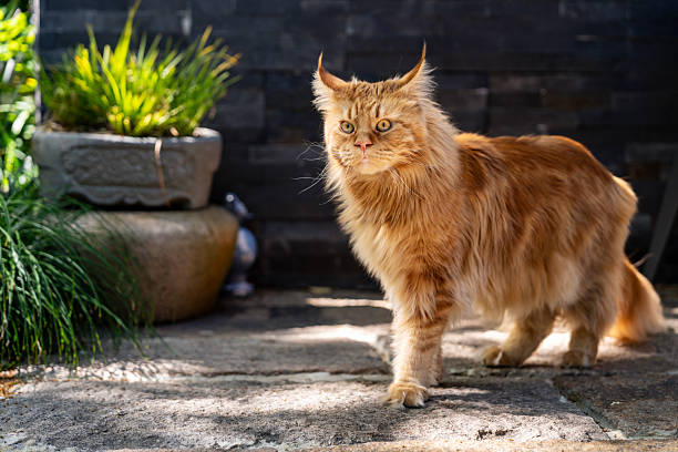 istock Maine coon cat walking in the garden 2212093949