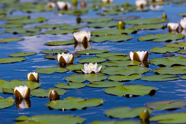 istock Beautiful white water lily close up 2212094146