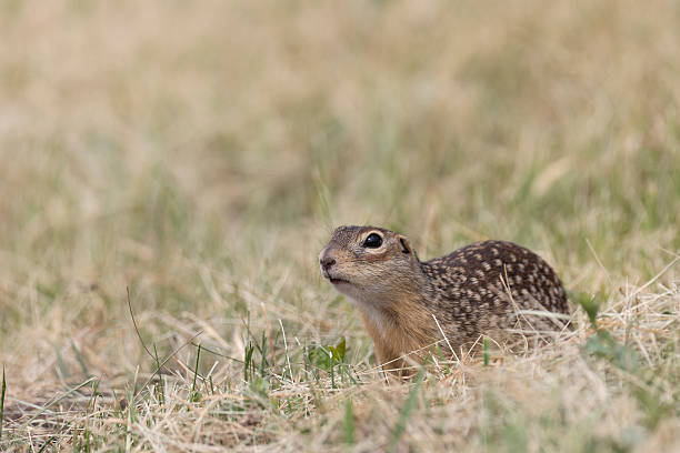 istock Speckled ground squirrel animal standing in the grass 2212094186