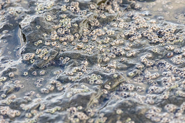 istock Large colony of Balanus on a rock, close-up 2212094215