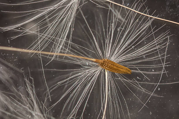 white blowball of a Dandelion in close up