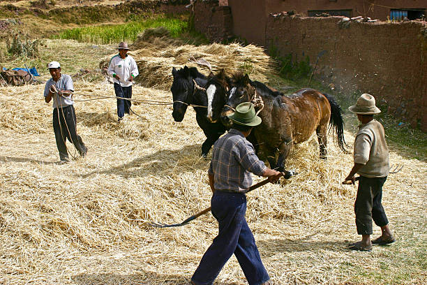 Puno Region, Peru.  June 1st 2006.  Farm workers using horses running in a circle to thresh grain stalks during harvest, Puno Region, Peru.