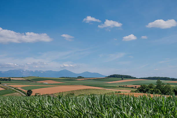 Sunny summer field crop area and mountain range