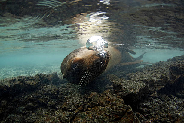 istock Galapagos Sea Lion 2212098395