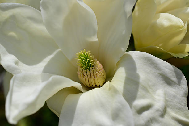 istock Elizabeth magnolia flowers 2212098750