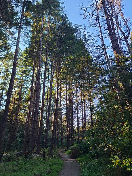 istock Tall redwoods growing on the Mendocino Coast 2212099386