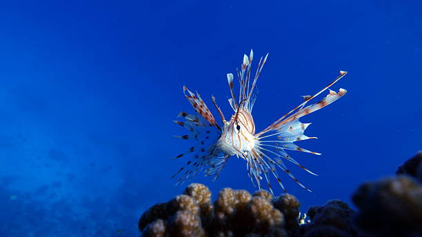 istock Lion Fish in the Red Sea. 2212100468