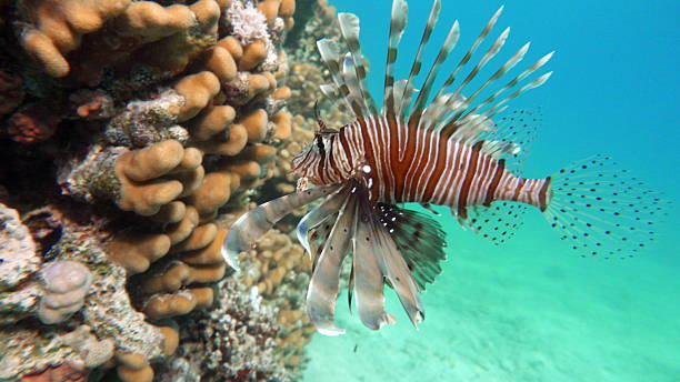 istock Lion Fish in the Red Sea. 2212100907