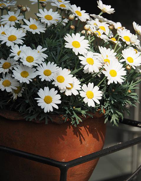 istock Daisies in the garden 2212104232