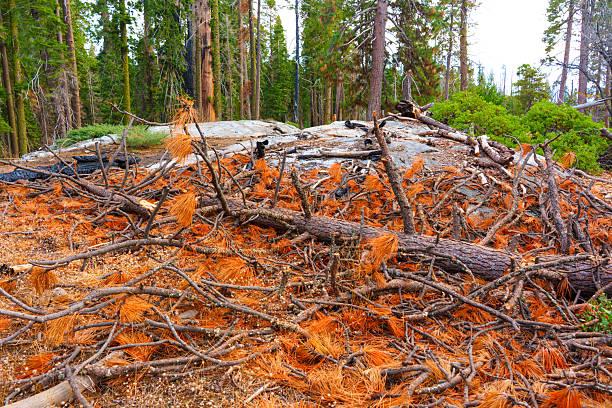 Close-up view of fallen pine needles and twigs resting on rocky terrain in Sequoia National Park, highlighting the forest floor's natural beauty.