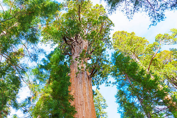 Upward view of towering sequoia trees in Sequoia National Park, California, showcasing their impressive height against a vibrant blue sky and greenery.