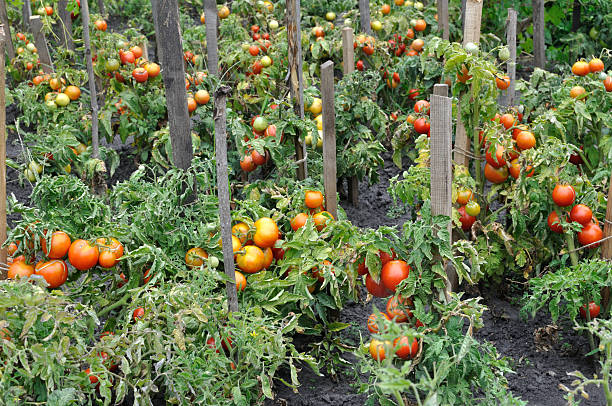 istock organically cultivated tomato plantation 2212107847