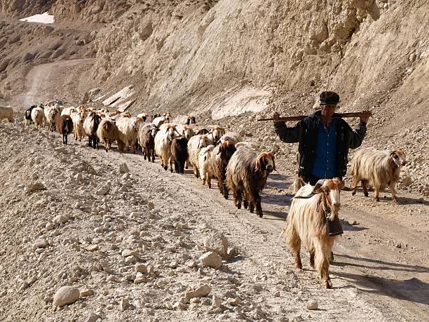 Zagros mountains, Iran, May 13, 2016: Shepherd with his goats in Zagros mountains
