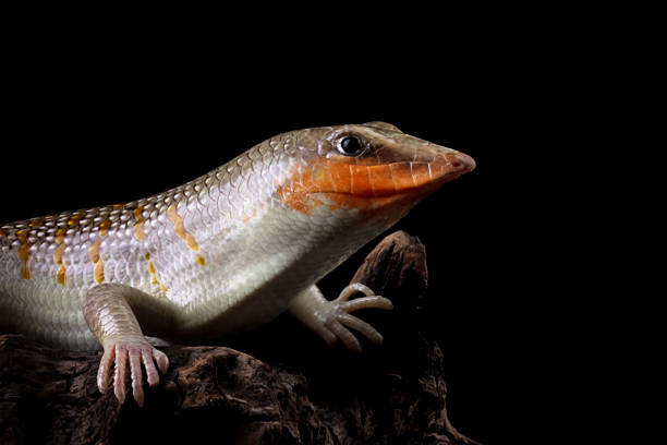 Sandfish lizards on a wood, Sandfish lizard isolated on black (Scincus scincus)