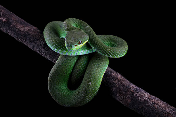 istock green viper snake on branch, Trimeresurus albolabris 2212113313